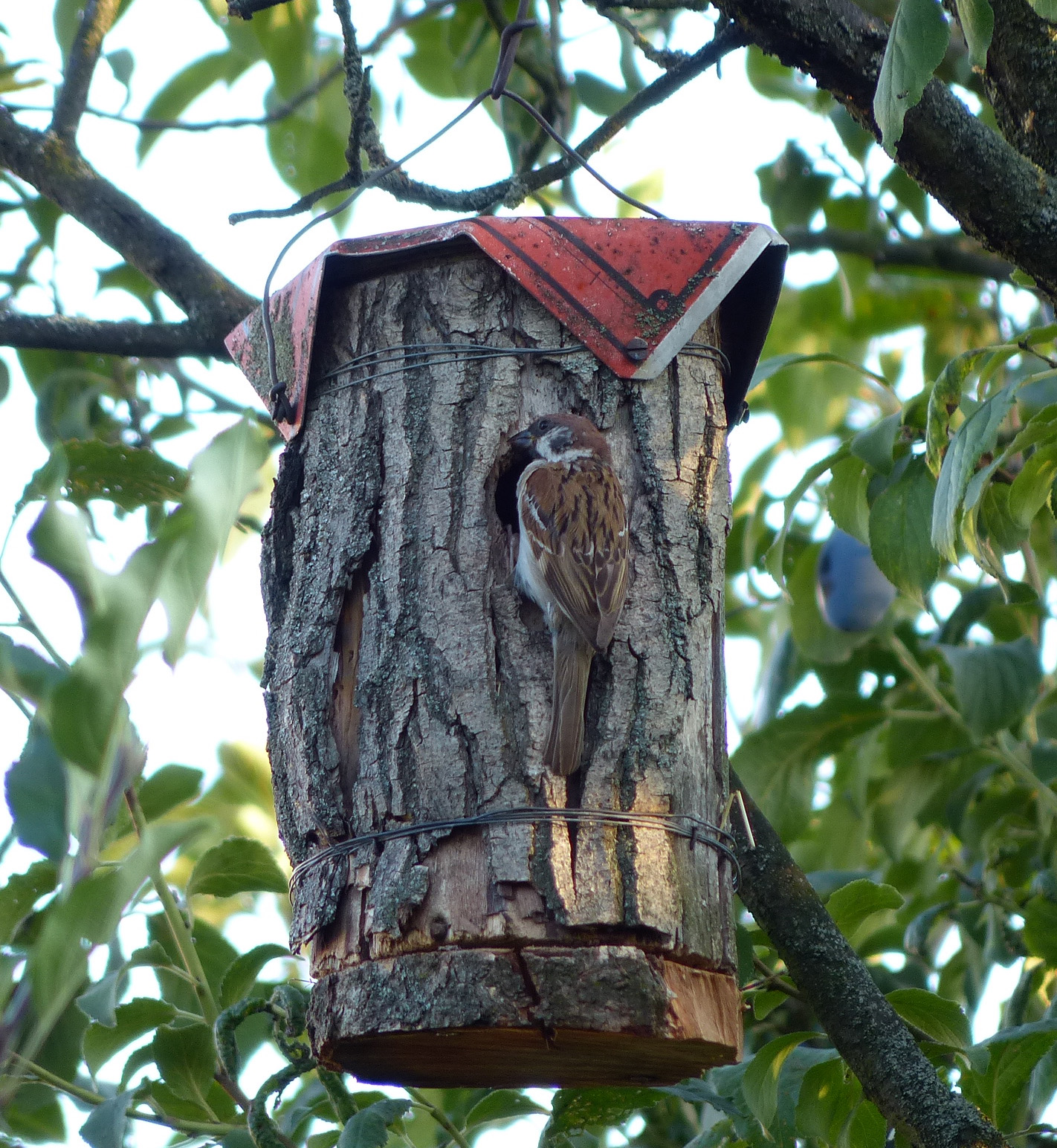 Vrabec poľný — pri vstupe do hniezdnej búdky (nesting shelter) s vletovým otvorom 28–32 mm, kŕmenie mláďat v dutine, Mikulov Česká republika august 2018, foto GeXeS CC BY-SA 4.0