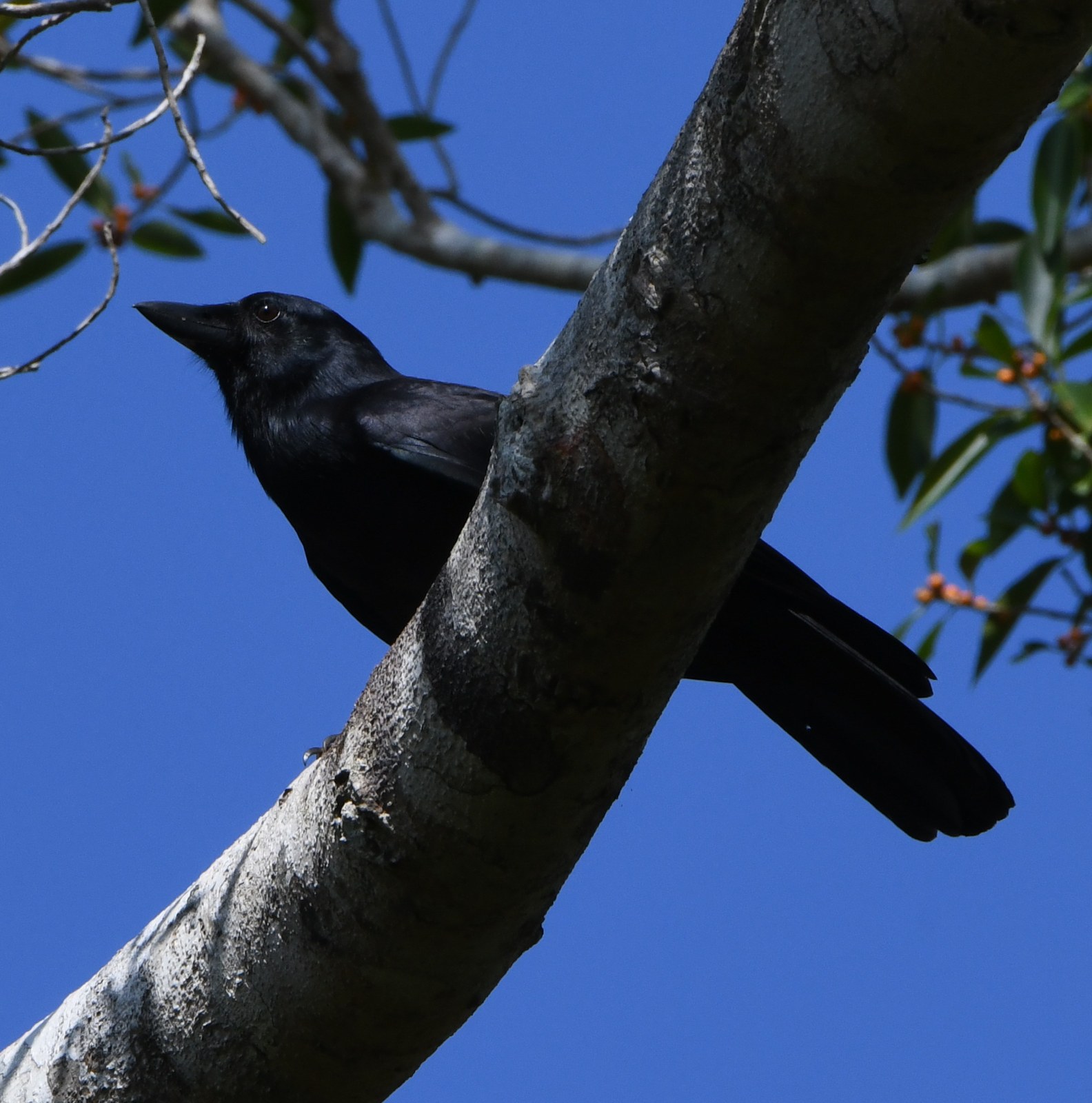 Vrana dôvtipná (Corvus moneduloides)