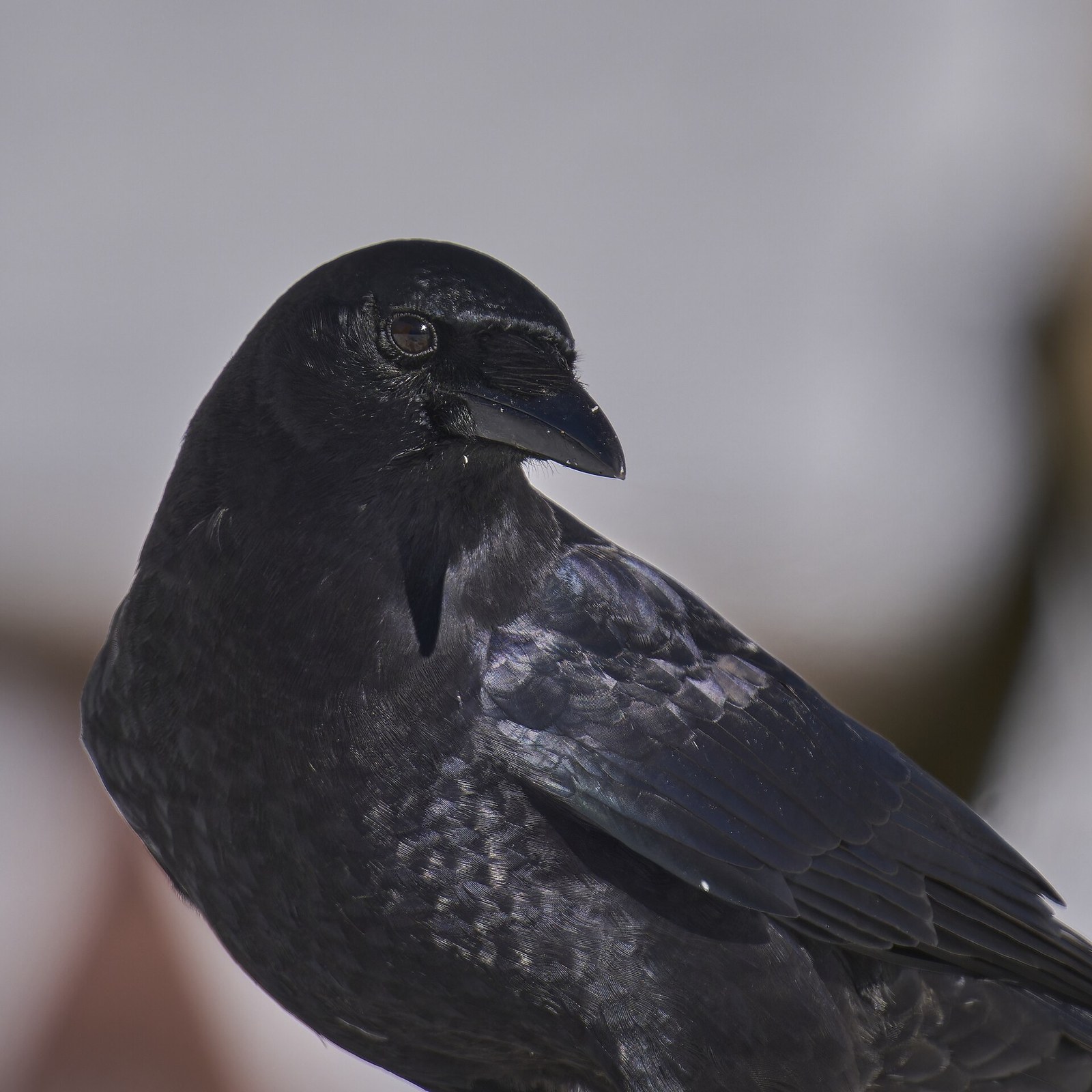 Vrana krátkozobá (Corvus brachyrhynchos)