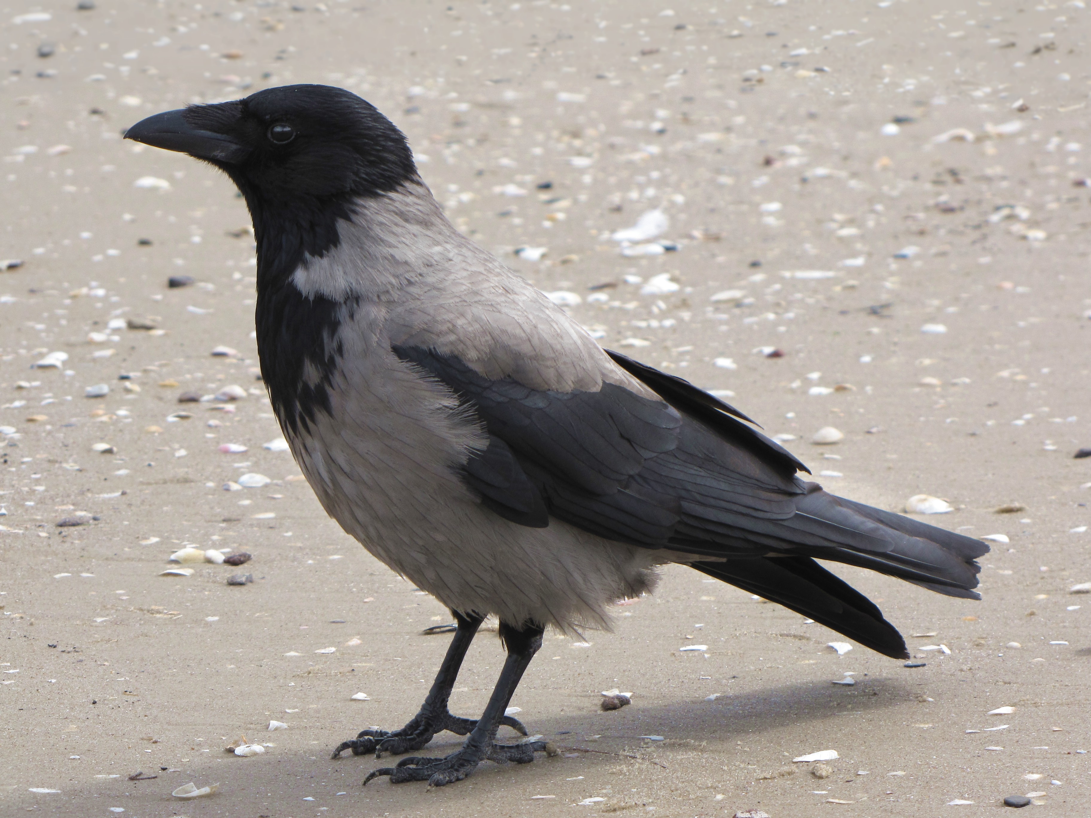 Dospelá vrana popolavá (Corvus cornix) — krásne viditeľná charakteristická dvojfarebnosť: ČIERNA hlava, hrdlo, „kapucňa" na hrudi, krídla a chvost + ŠEDÉ telo (hrudník, brucho, chrbát). Najlepší diagnostický znak v SR. Foto Marta Boroń — „Wrona siwa" (CC BY 2.0). Slovenský názov „popolavá" = popolová sivá farba.