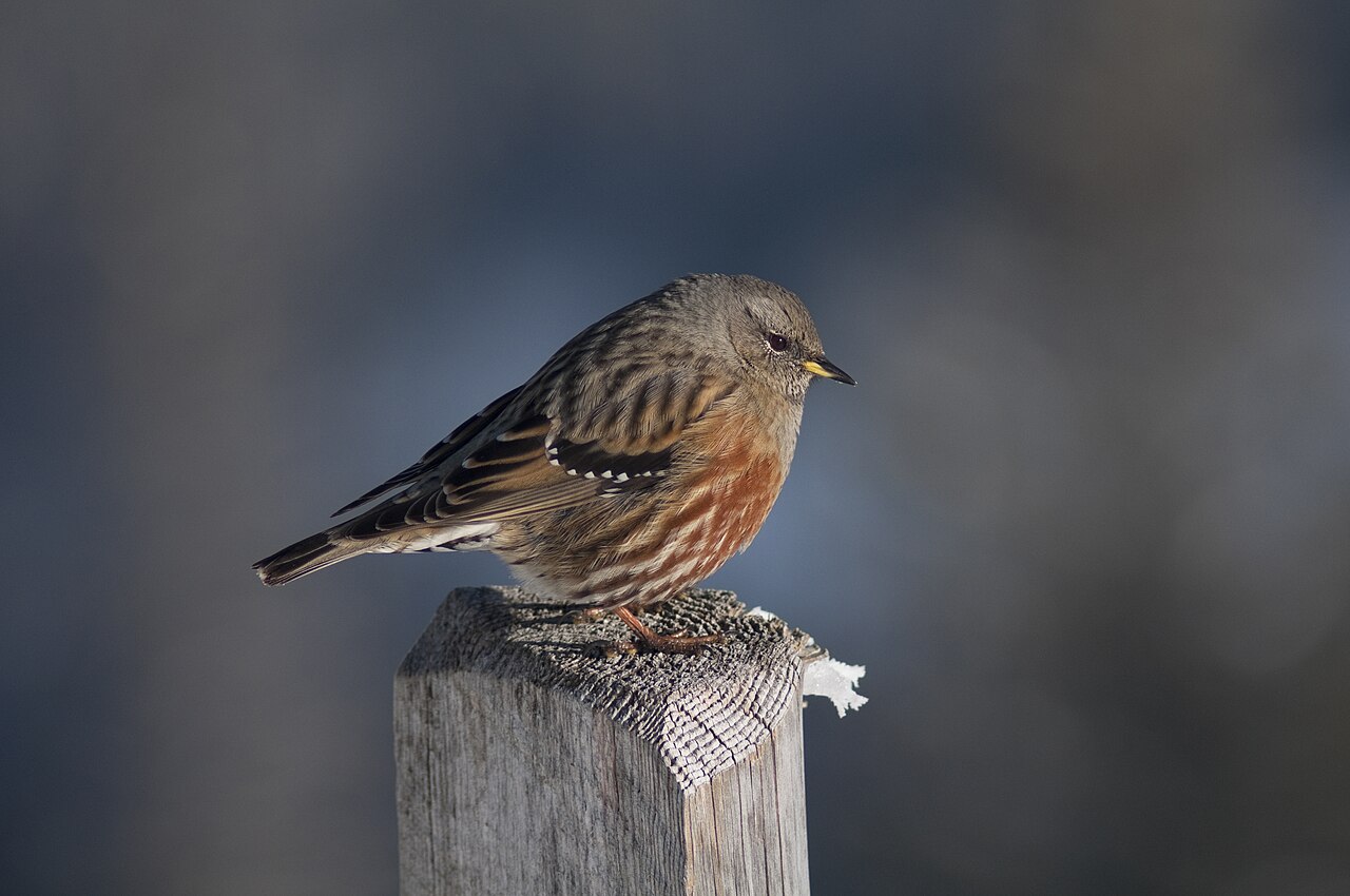 Vrchár červenkavý (Prunella collaris) — dospelý jedinec na skale, Švajčiarsko