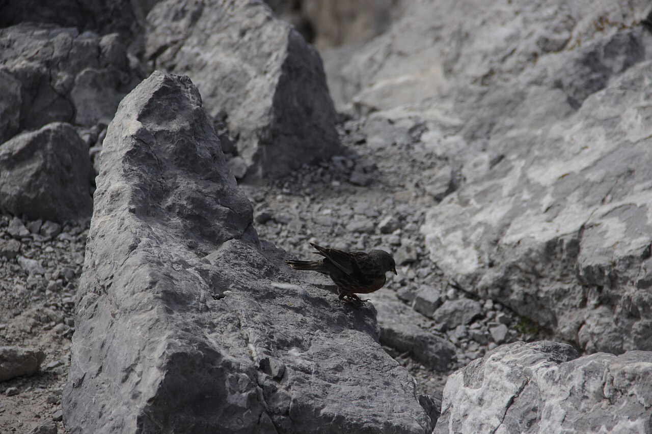 Vrchár červenkavý (Prunella collaris) — dospelý vták v Haute-Savoie, Francúzske Alpy, oranžovo-hnedé boky