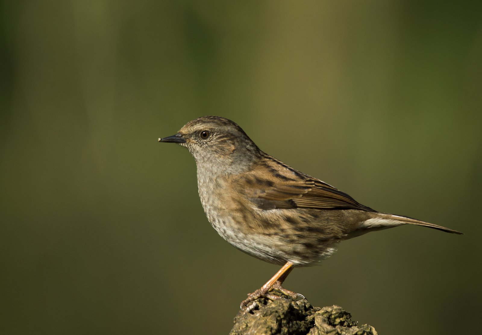 Vrchár modrý — dospelý jedinec na koneck stromu pri foraging po zemi pod krovinou (typický ground forager — pobeh pod krytím za drobným hmyzom a pavúkmi), záhrada Northamptonshire Anglicko marec 2014, foto Jacob Spinks CC BY 2.0