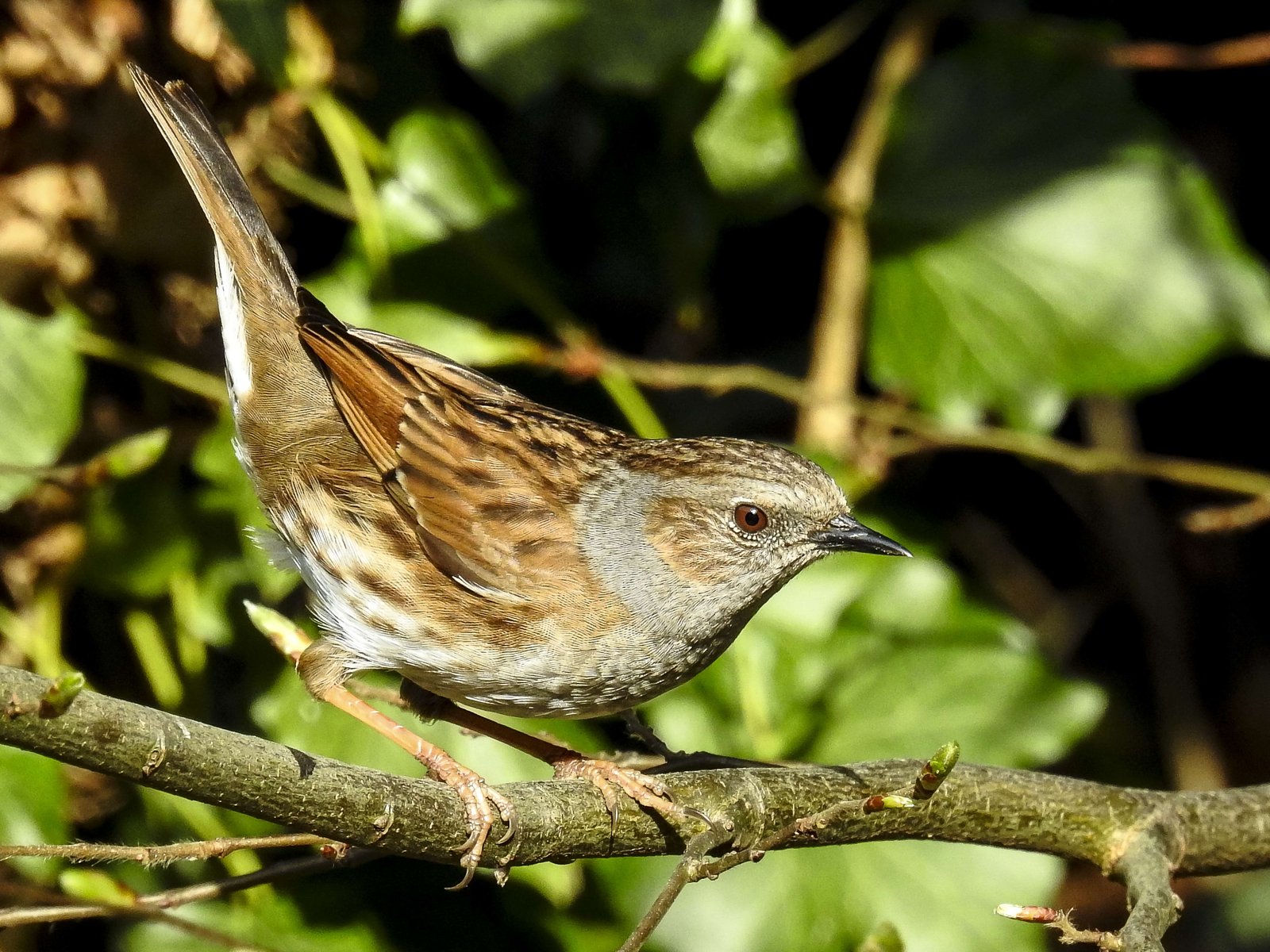 Vrchár modrý (Heckenbraunelle) — dospelý jedinec v záhradnom prostredí, demonštrácia tenkého špicatého čierneho zobáka adaptovaného na hmyz (insektivor, NIE granivor ako vrabec), Rinteln Nemecko marec 2017, foto Kathy Buescher CC BY 2.0
