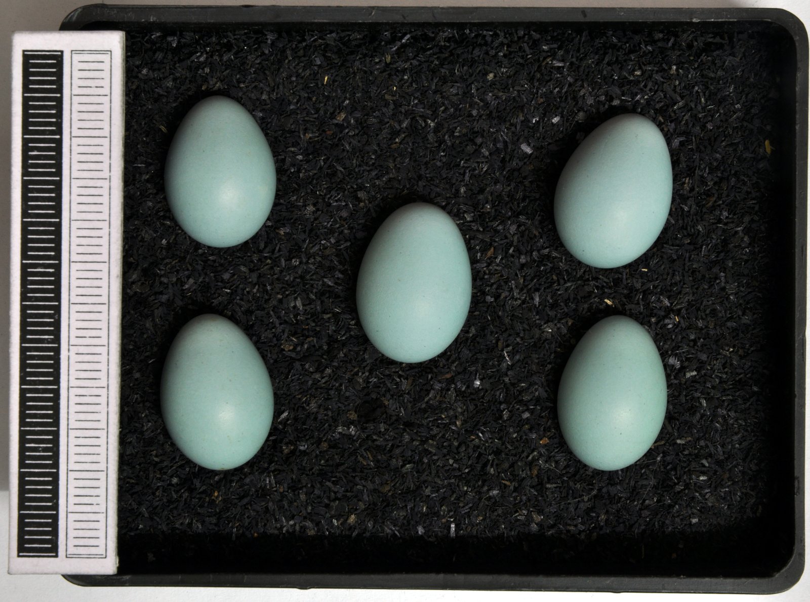 Vrchár modrý — DIAGNOSTICKÉ BLANKYTNE MODRÉ („sky blue") vajce úplne BEZ ŠKVŔN, rozmer ~19 × 14 mm — jedna z najľahšie identifikovateľných znášok európskych spevavcov, vzniká depozíciou biliverdínu v škrupine; zbierka Museum Wiesbaden (specimen z Aßling Bavorsko 1972), foto Klaus Rassinger a Gerhard Cammerer CC BY-SA 3.0