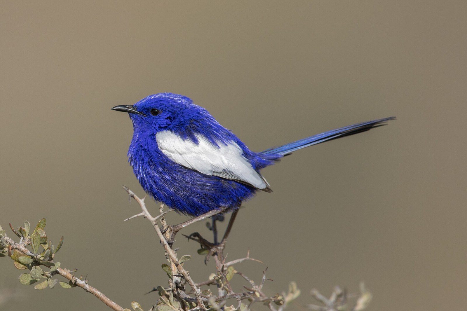 Zamatovec bielokrídly (Malurus leucopterus)