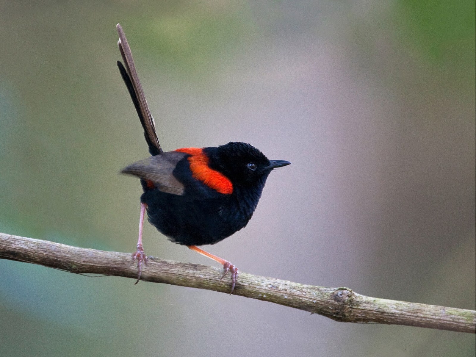 Zamatovec červenochrbtý (Malurus melanocephalus)