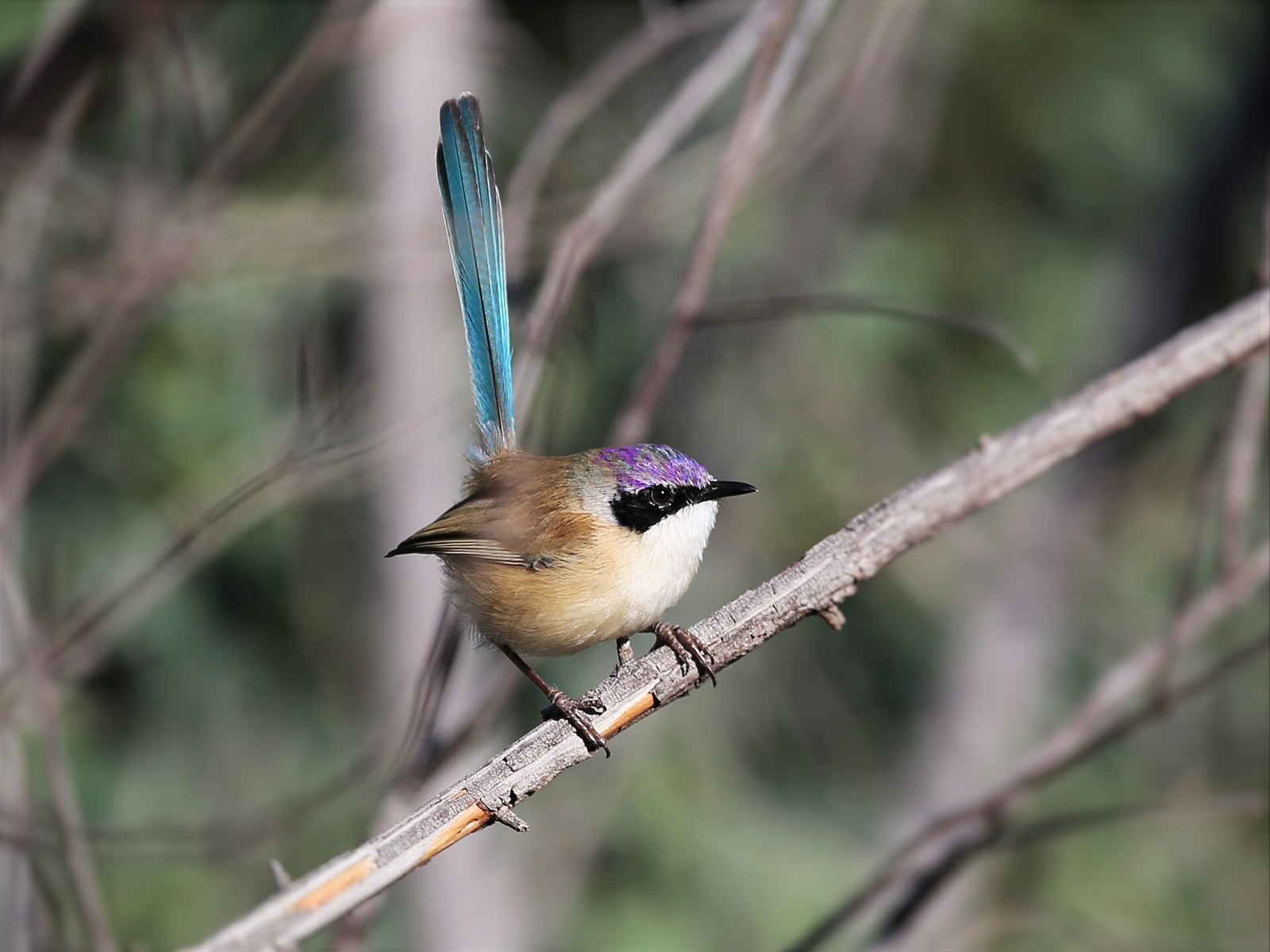 Zamatovec korunkatý (Malurus coronatus)