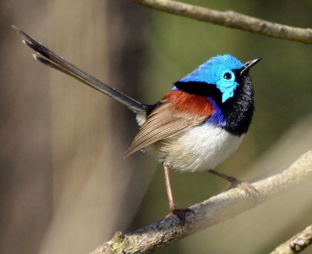 Zamatovec modrochrbtý (Malurus lamberti)