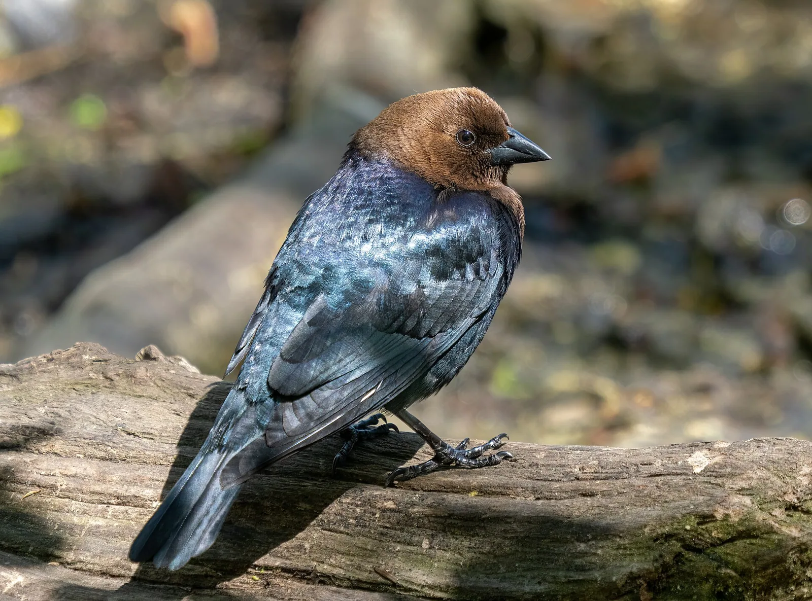 Zanášač čierny (Molothrus ater)