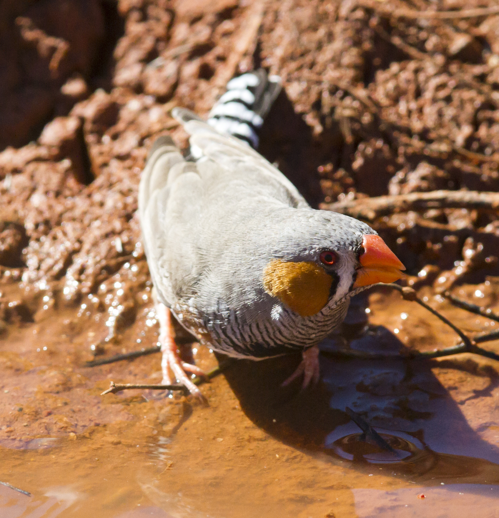 Samec zebrička červenozobá z Karratha, Pilbara, Západná Austrália