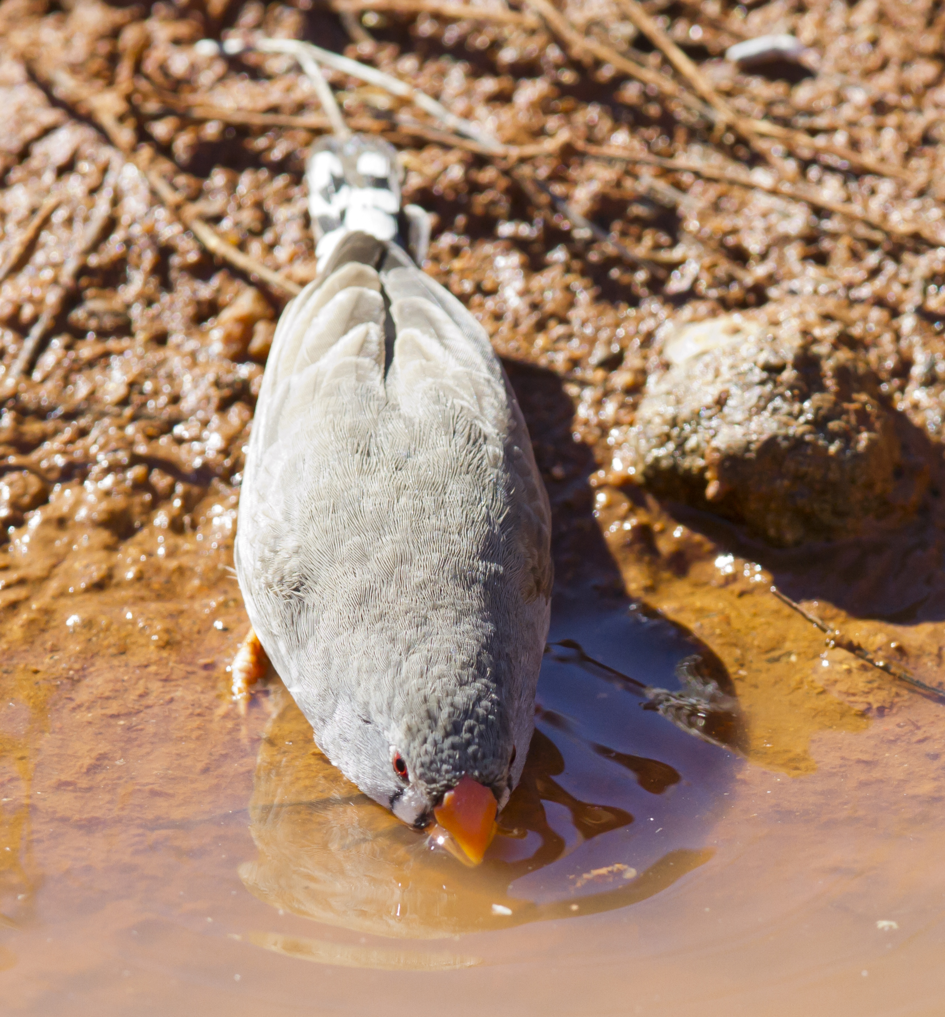 Samica zebrička červenozobá z Karratha, Pilbara, Západná Austrália