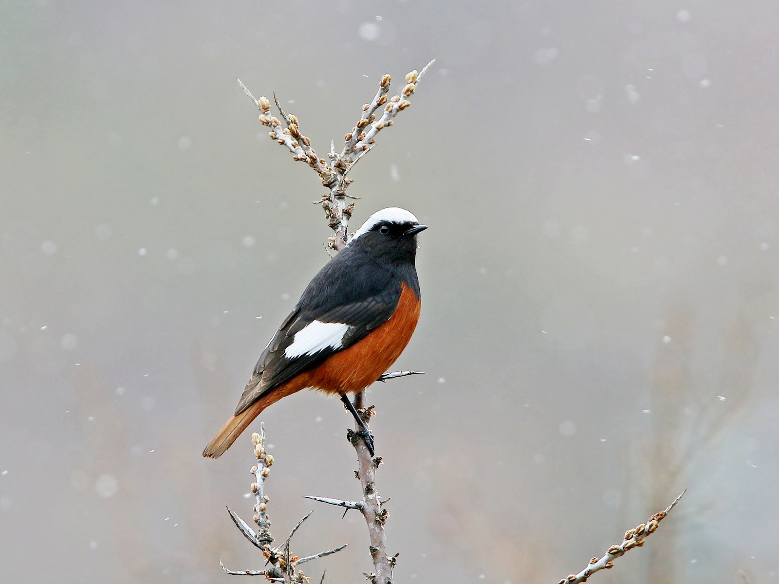 žltochvost bielohlavý (Phoenicurus erythrogastrus)