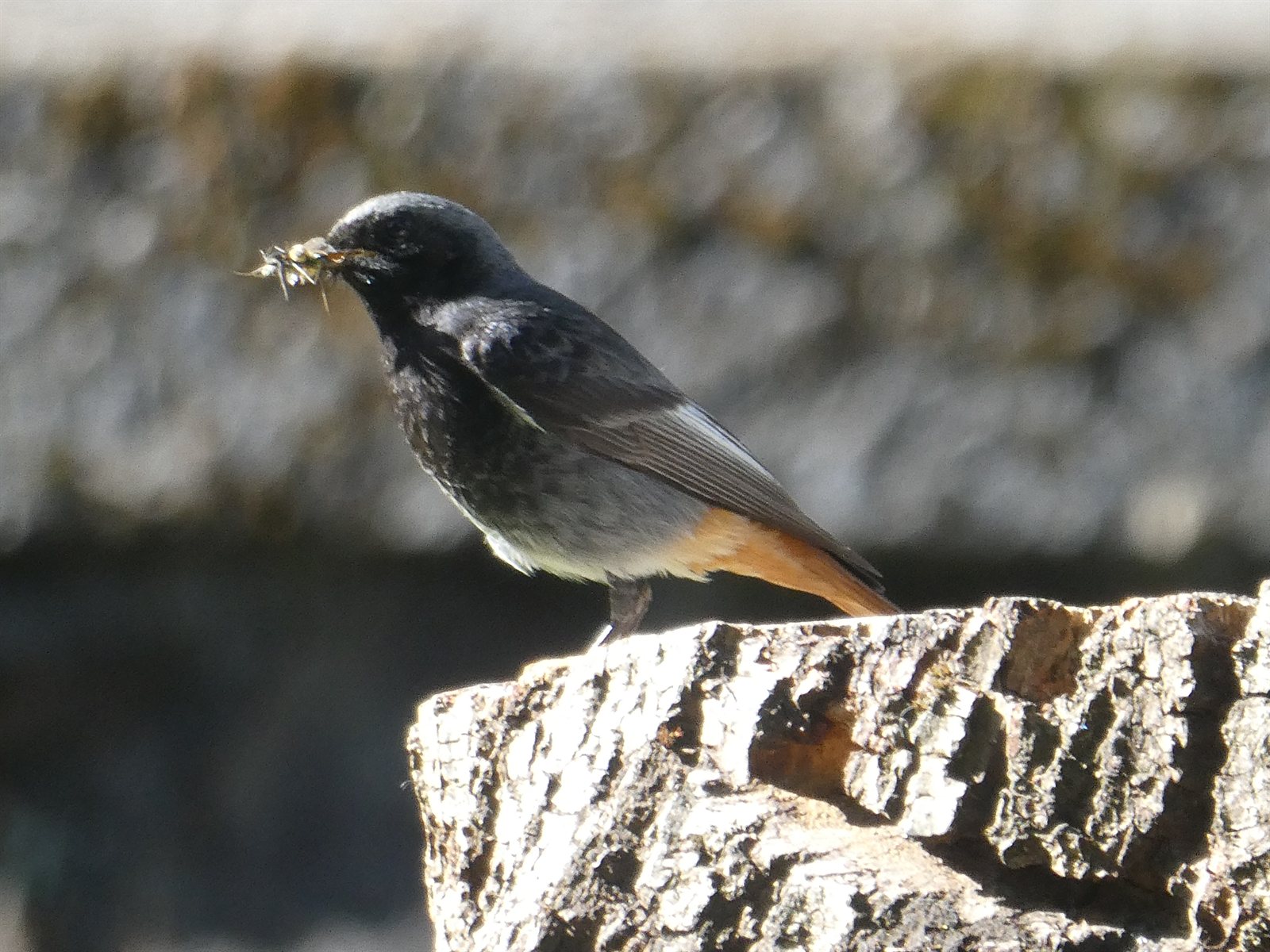 Žltochvost domový — dospelý samec západného poddruhu gibraltariensis (európska forma) v charakteristickom čiernom sfarbení s šedým bruchom, foto Jose Angel Urquia Goitia CC BY-SA 4.0 2021