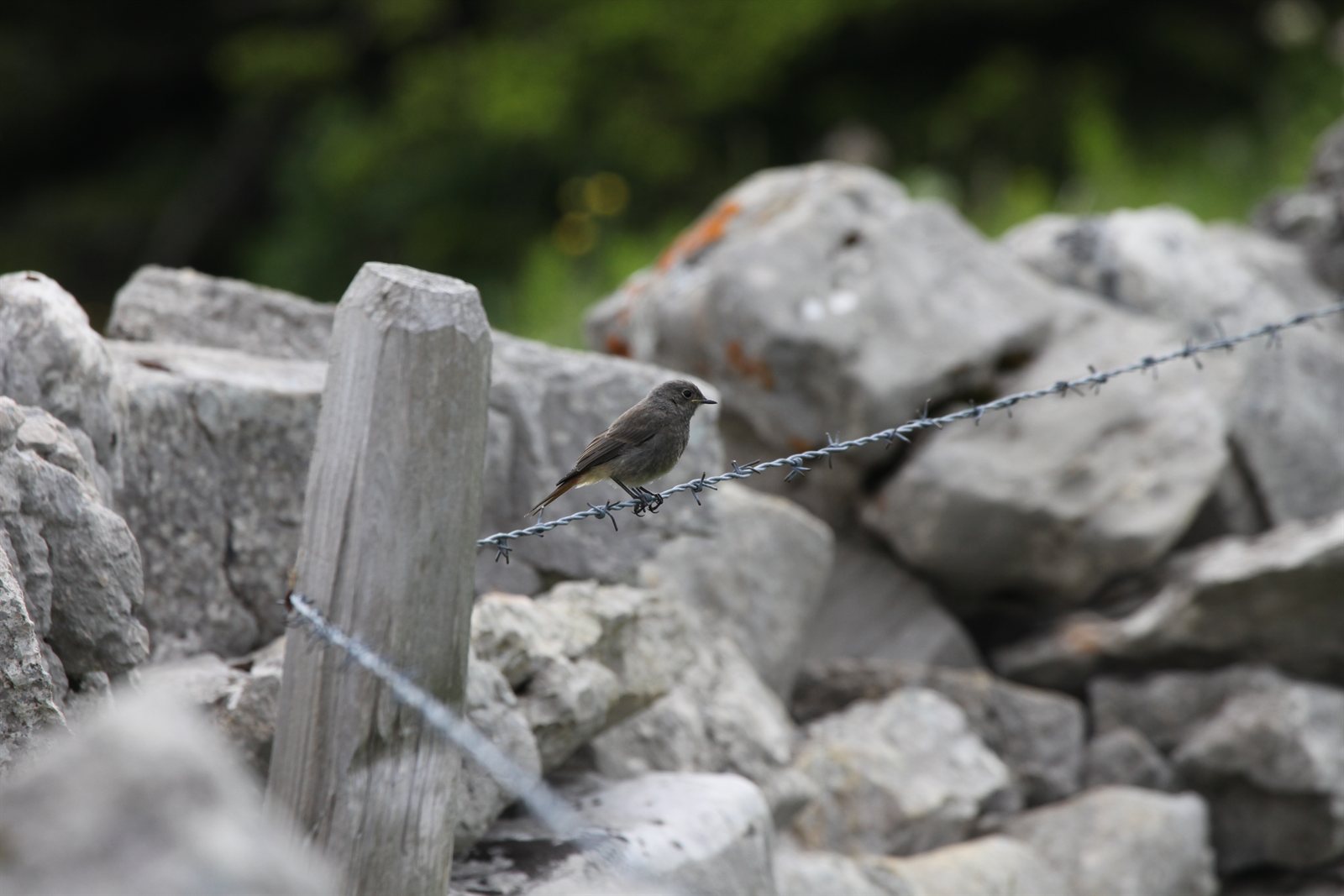Žltochvost domový — mladý jedinec vo vysokohorskom prostredí Creux du Van Švajčiarsko (Jura), pôvodný skalný biotop druhu, foto Pmau CC BY-SA 4.0 jún 2016