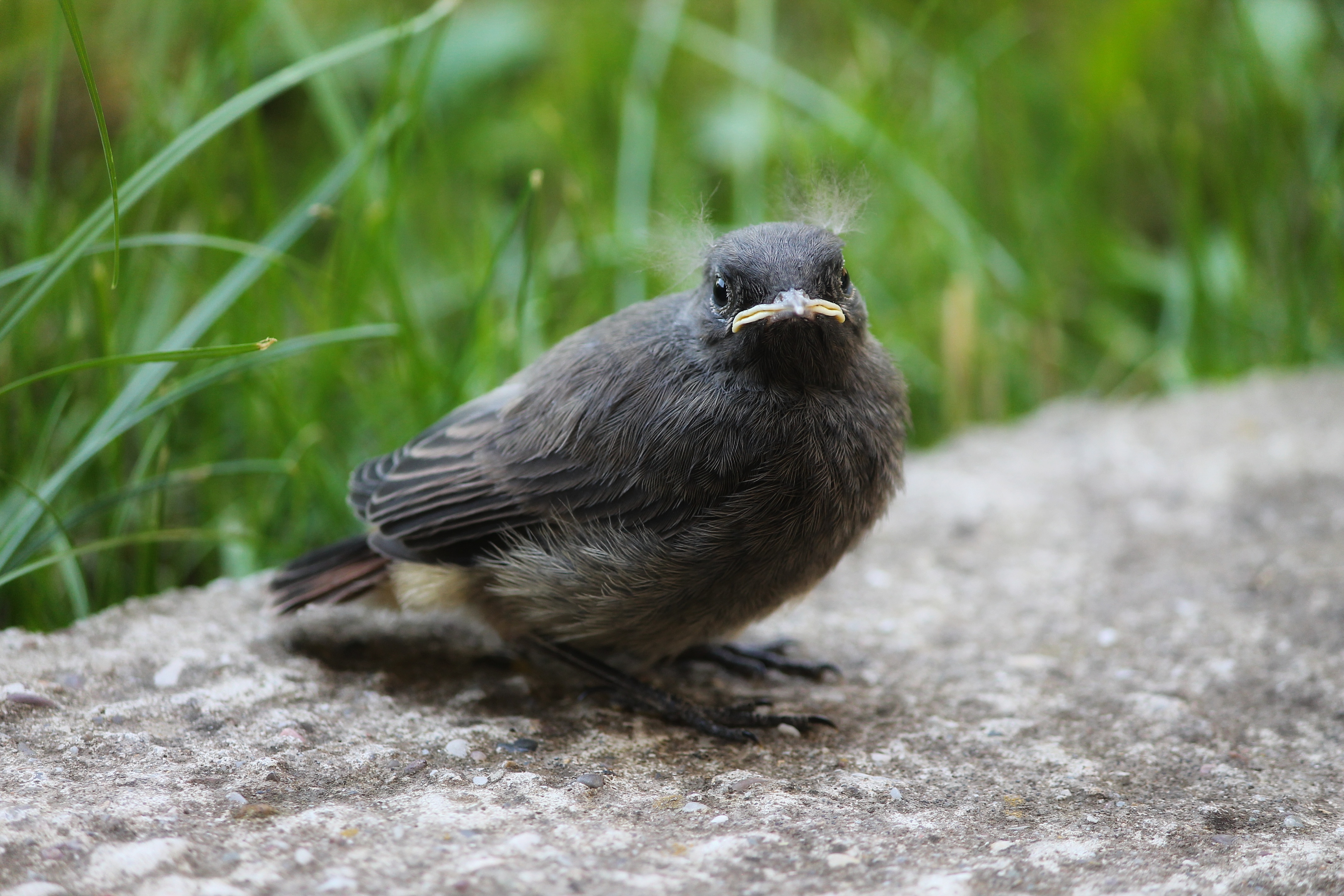 Žltochvost domový — vyletený mladý jedinec (fledgling) krátko po opustení hniezda, Krupanj Rađevina západné Srbsko apríl 2023, foto Ljiljana Krupanj CC BY 4.0