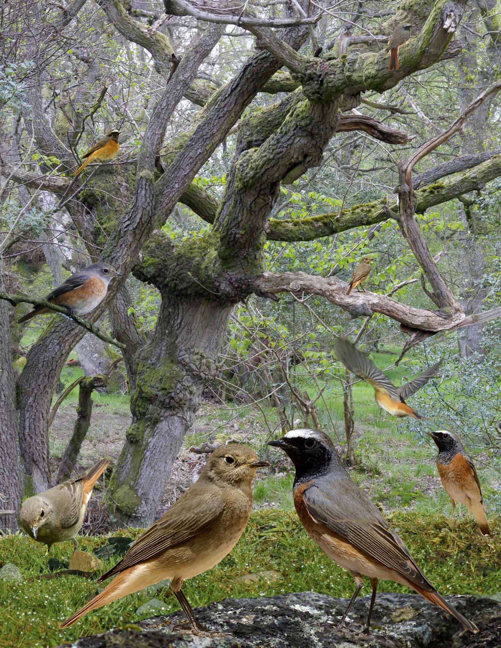Žltochvost lesný — kompozitná identifikačná schéma „Common Redstart" z Crossley ID Guide Britain and Ireland zobrazujúca samca v hniezdnom plumáži (BIELE ČELO + oranžová hruď + čierna tvár), samicu, juvenila a vtáka v lete, CC BY-SA 3.0