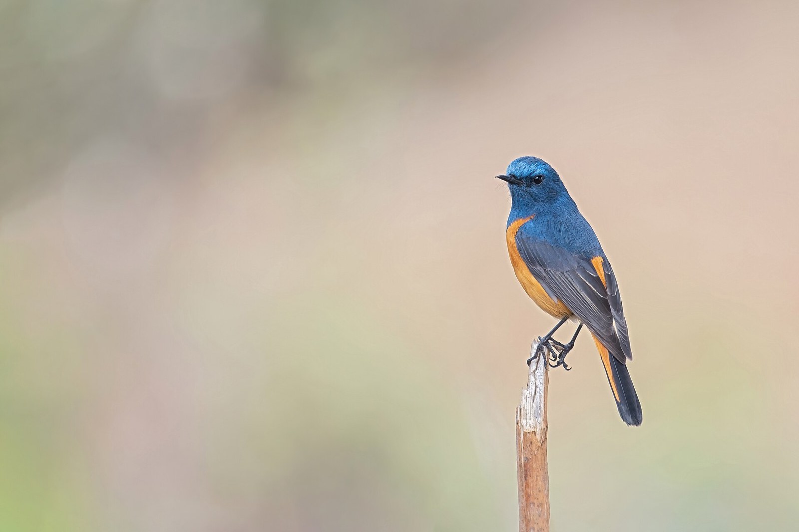 Žltochvost modrý (Phoenicurus frontalis)