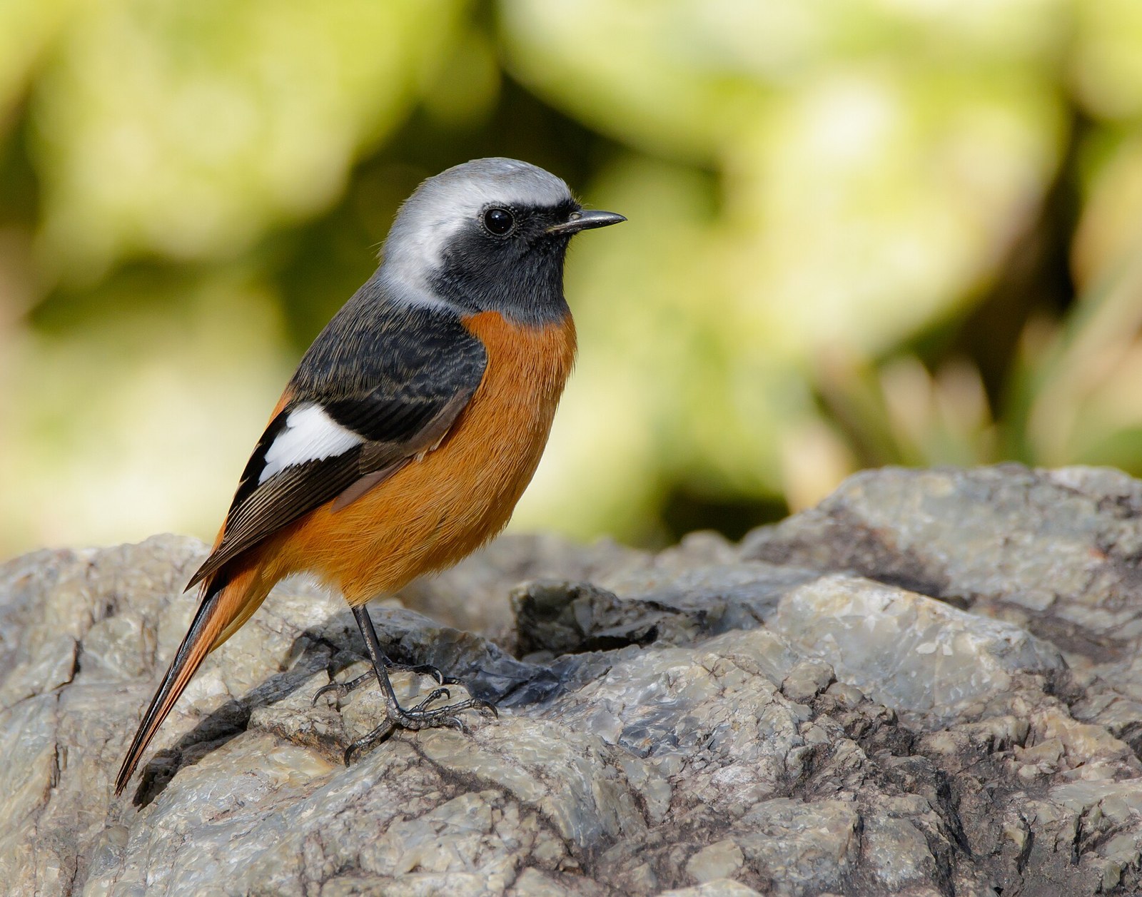 žltochvost zrkadlový (Phoenicurus auroreus)