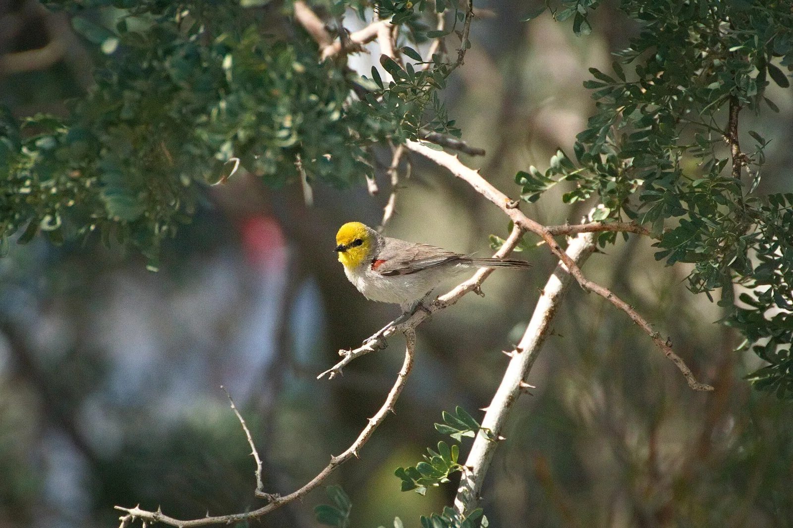 Žltohlávok sýkorčí (Auriparus flaviceps)