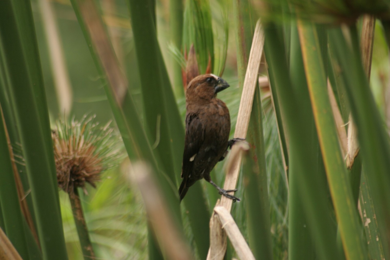 Zobanka hrubozobá (Amblyospiza albifrons)