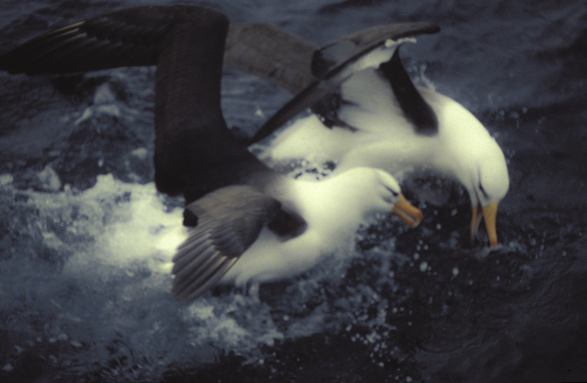 Albatros čierno-obrvý