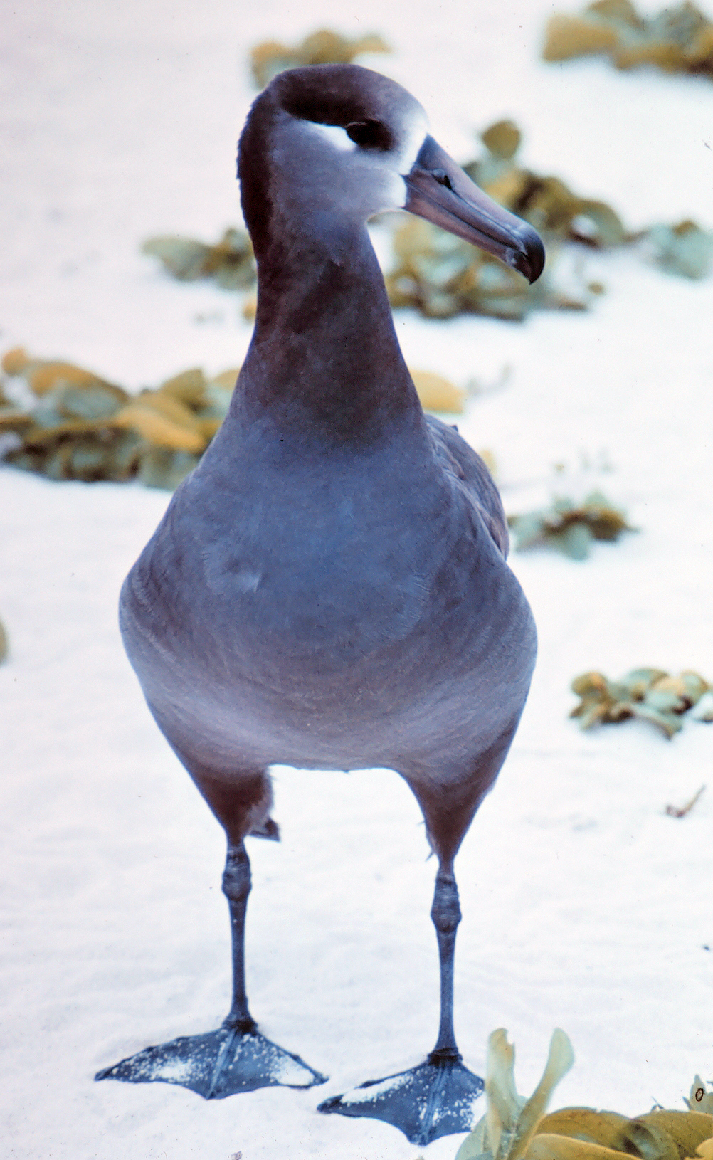 Albatros čiernopásy