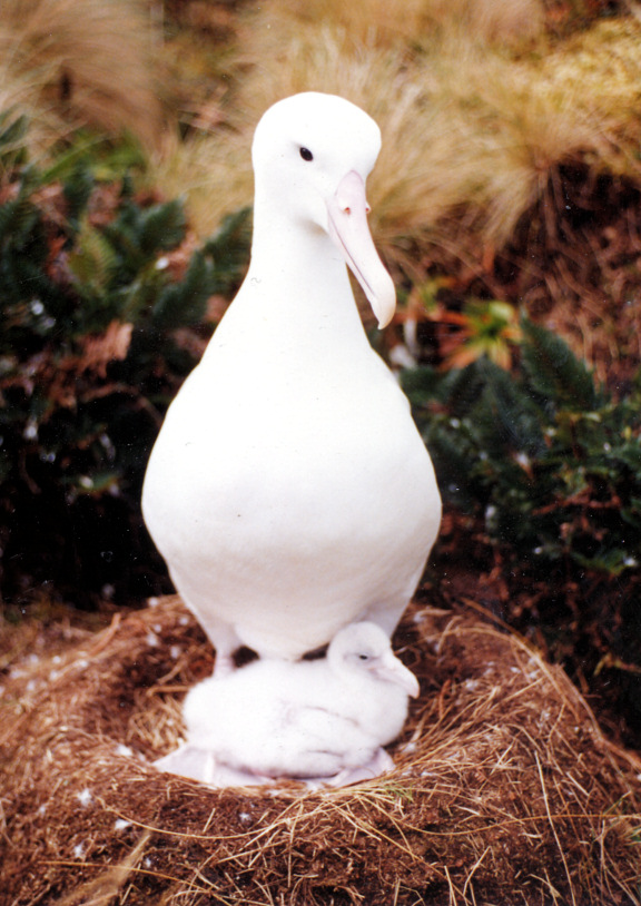 Albatros kráľovský južný
