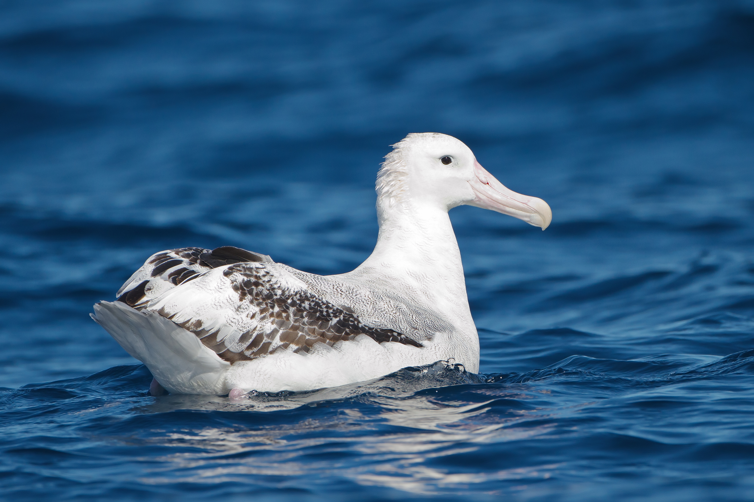 Albatros putujúci