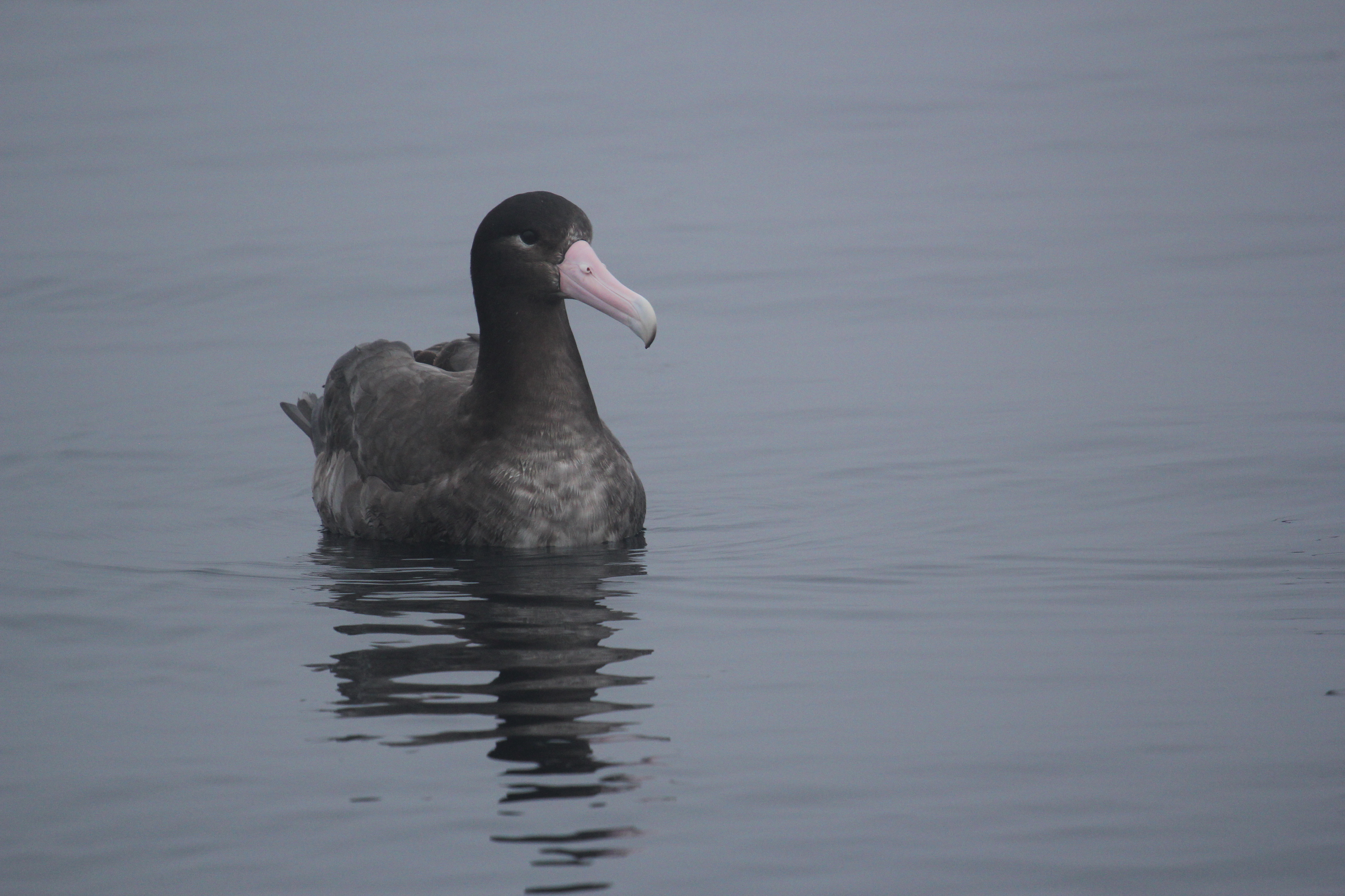 Albatros svetlochrbty