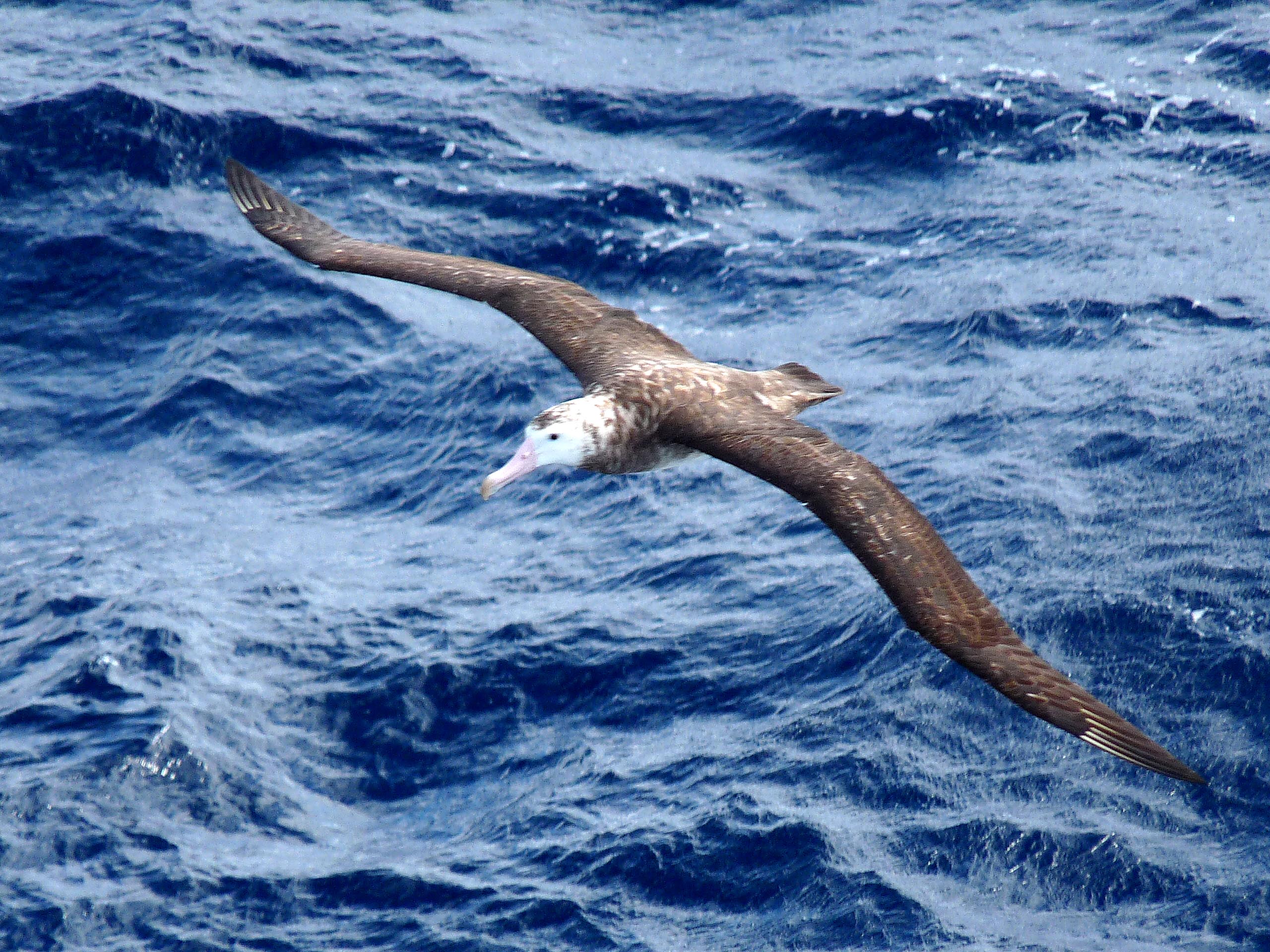 Albatros tristanový