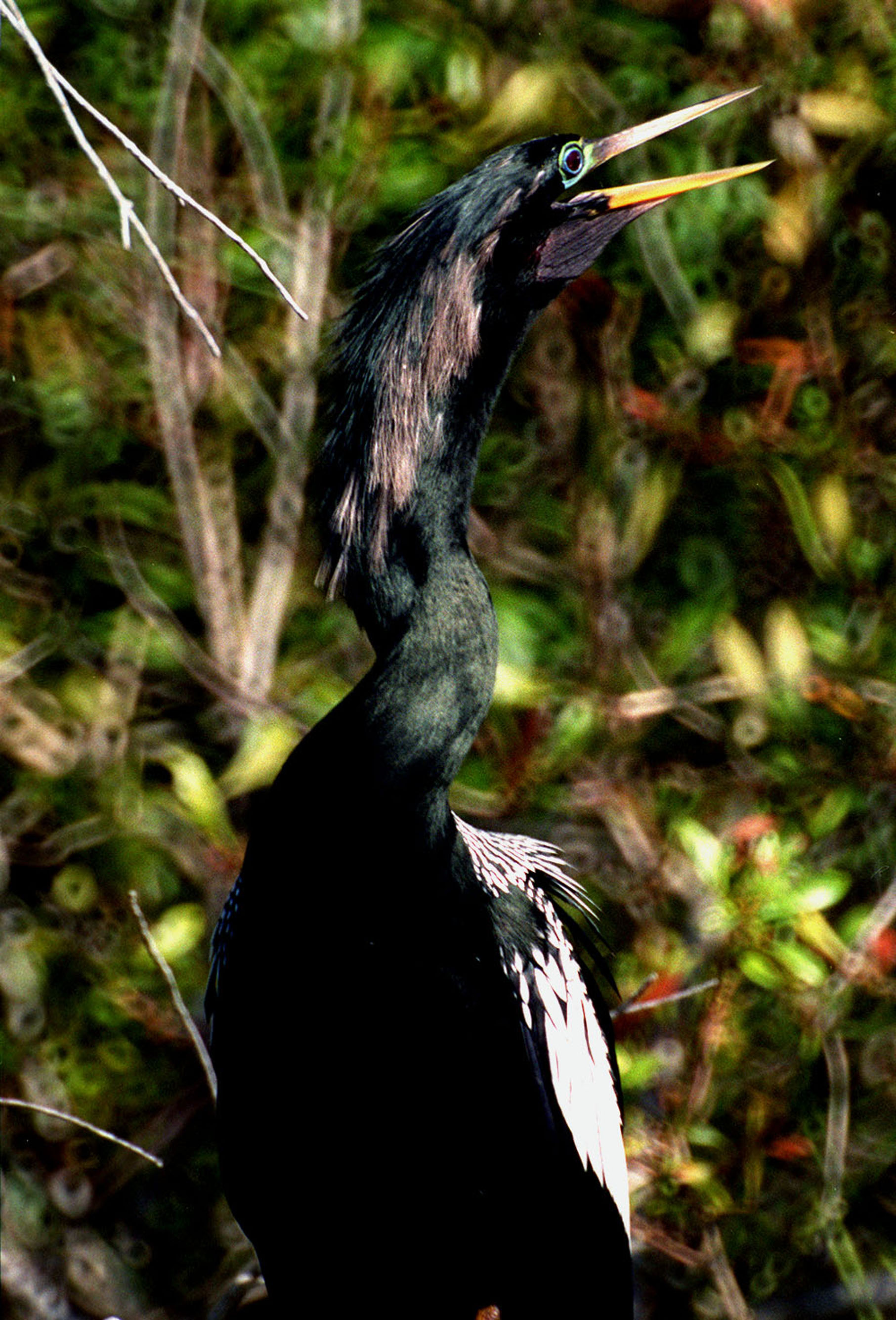 Anhinga americká