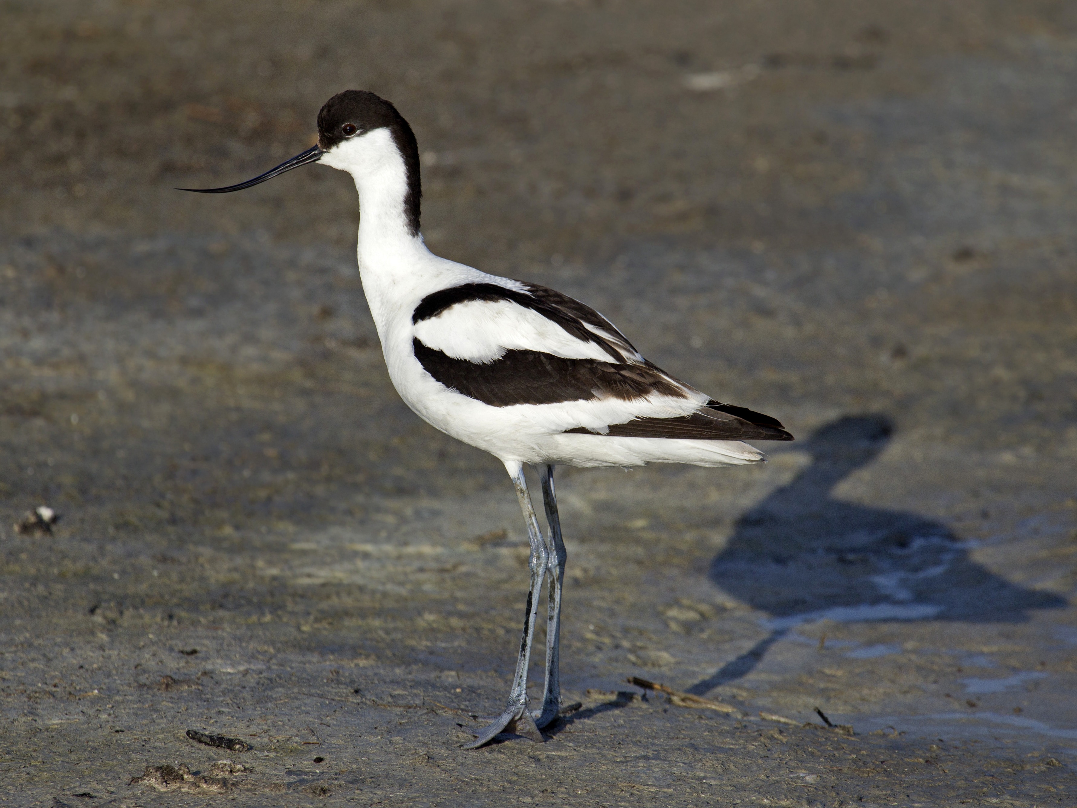 Avoceta bocianovitá