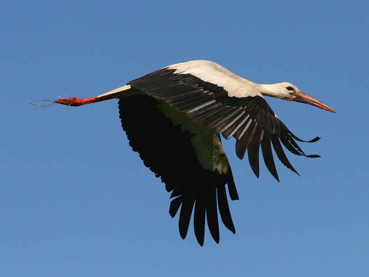 Bocian biely (Ciconia ciconia)
