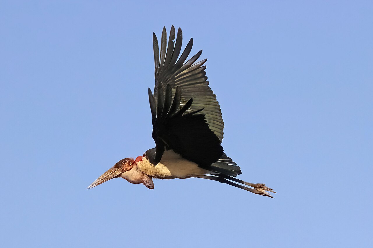 Bocian marabu