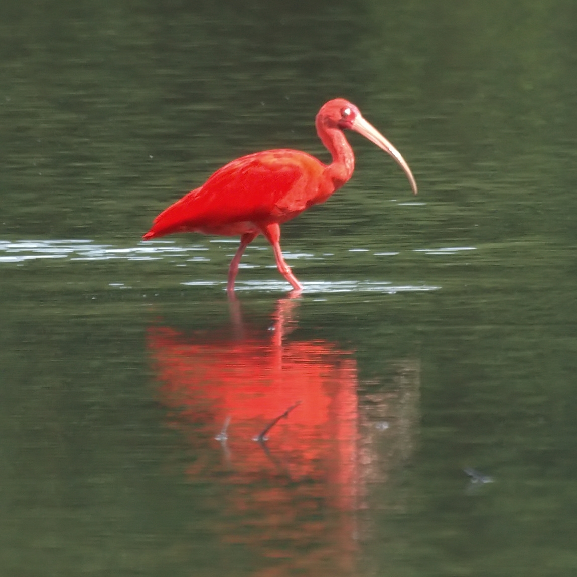Ibis červený