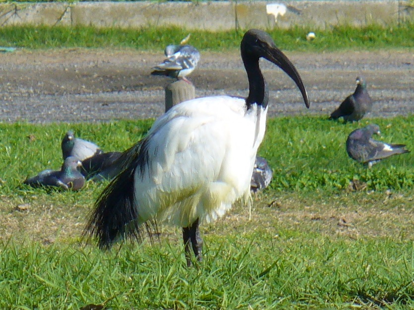 Ibis posvätný