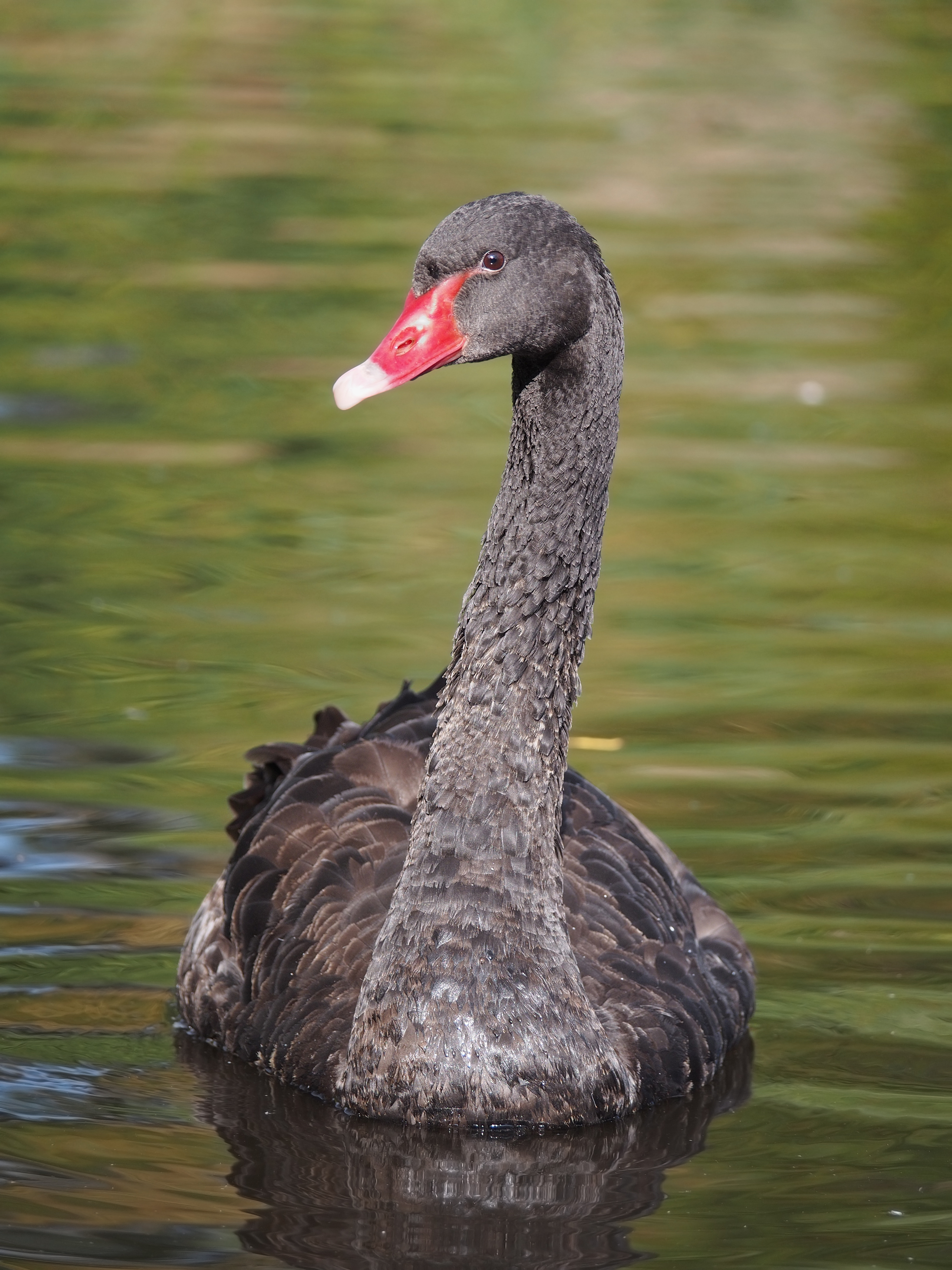 Labuť čierna (Cygnus atratus)