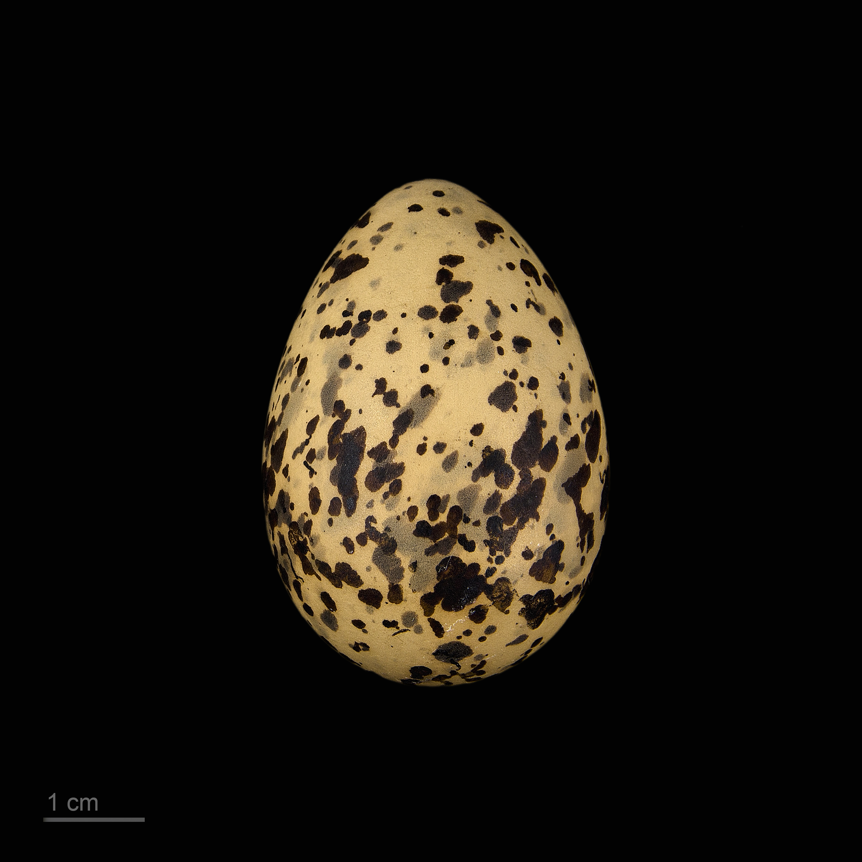 Rybák ružový
