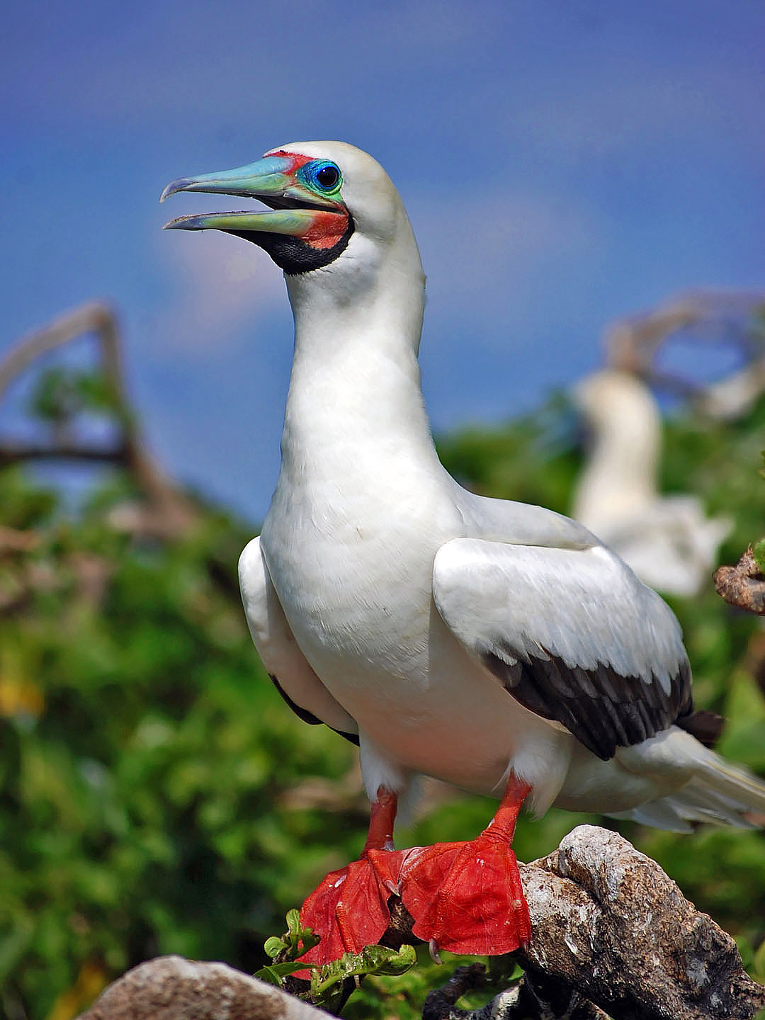 Sula cervenonoha