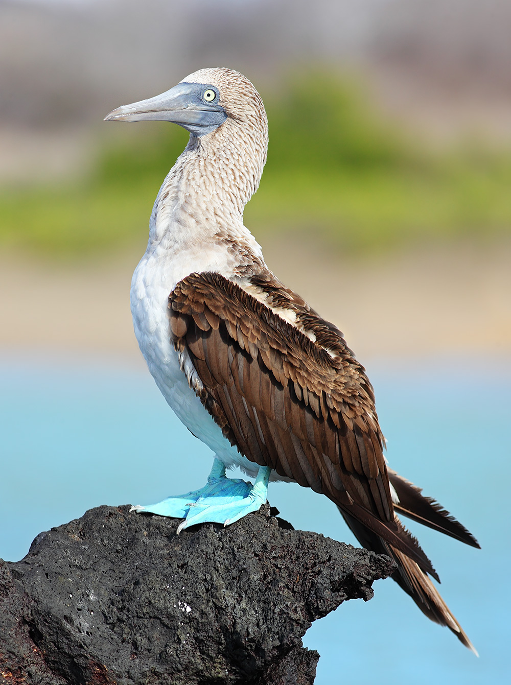 Sula modronoha