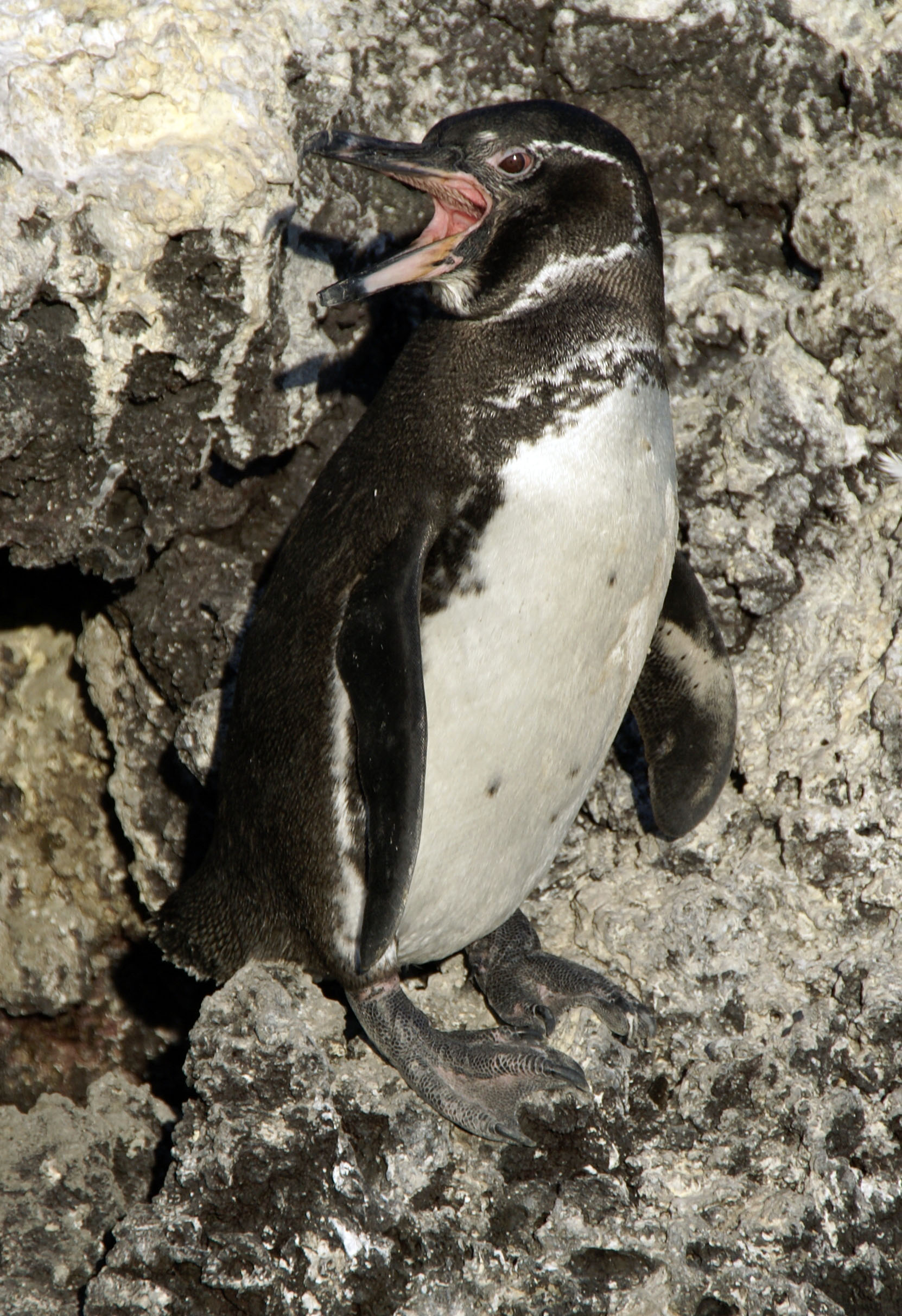 Tučniak galapagos